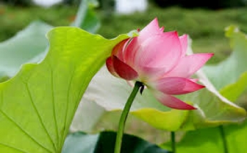 Nó đang ở trong tôi